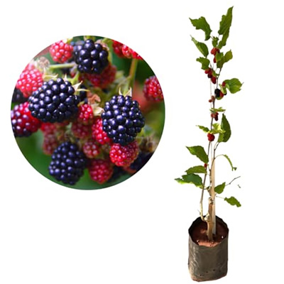 Mudas de Plantas e Árvores Frutíferas Exertadas